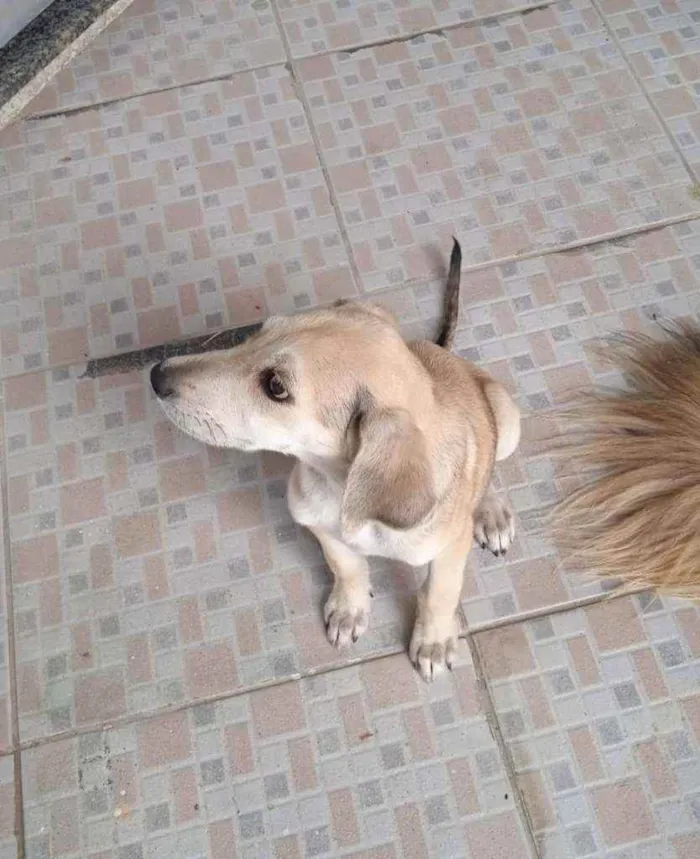 Cachorro ra a Srd idade 2 a 6 meses nome July