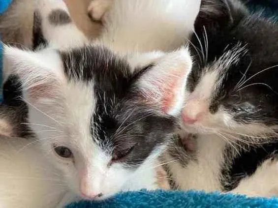 Gato ra a Sem raca idade Abaixo de 2 meses nome Frajolino