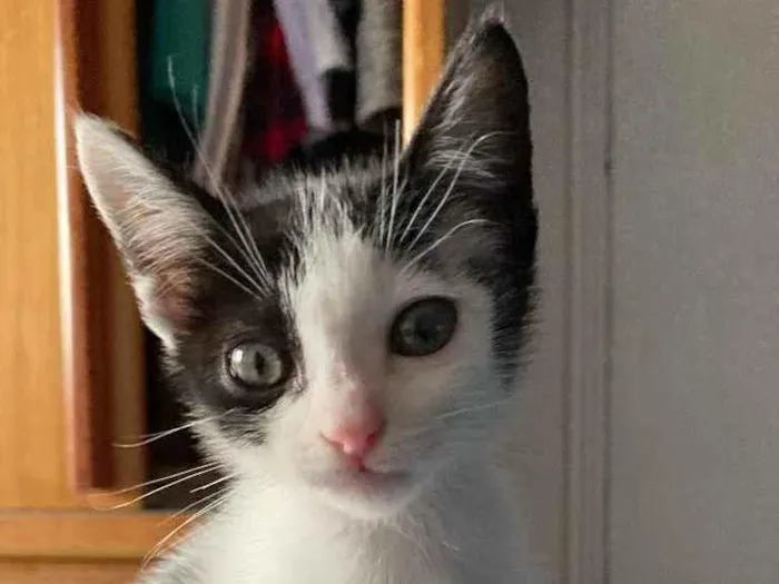 Gato ra a Sem raca idade Abaixo de 2 meses nome Liv