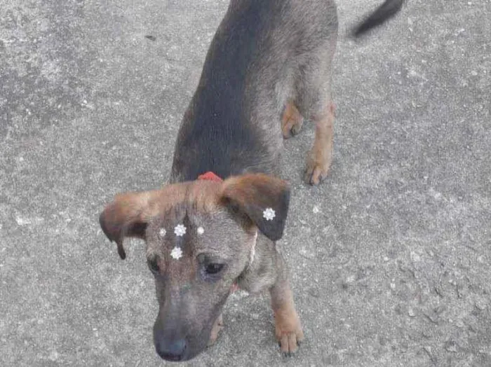 Cachorro ra a Vira lata idade 2 anos nome Neguinha