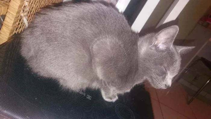 Gato ra a Indefinido idade 2 a 6 meses nome Pandora Baudelaire