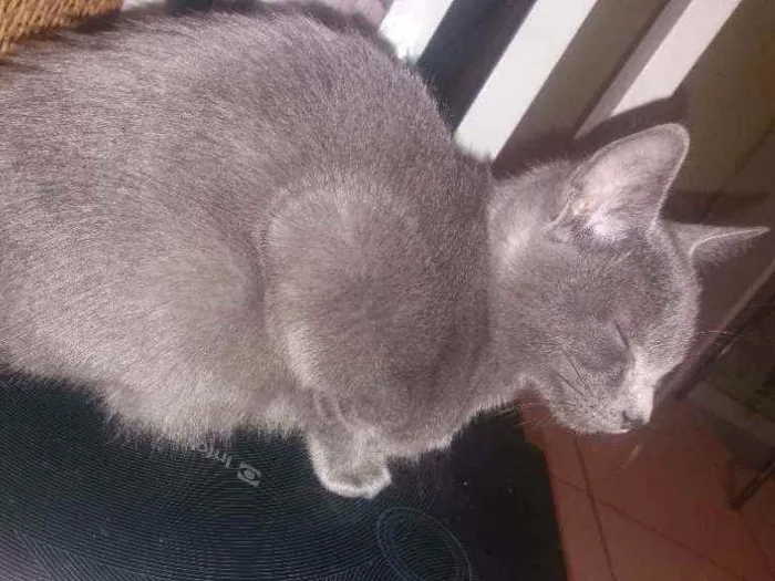 Gato ra a Indefinido idade 2 a 6 meses nome Pandora Baudelaire