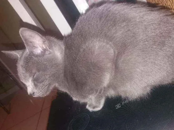 Gato ra a Indefinido idade 2 a 6 meses nome Pandora Baudelaire