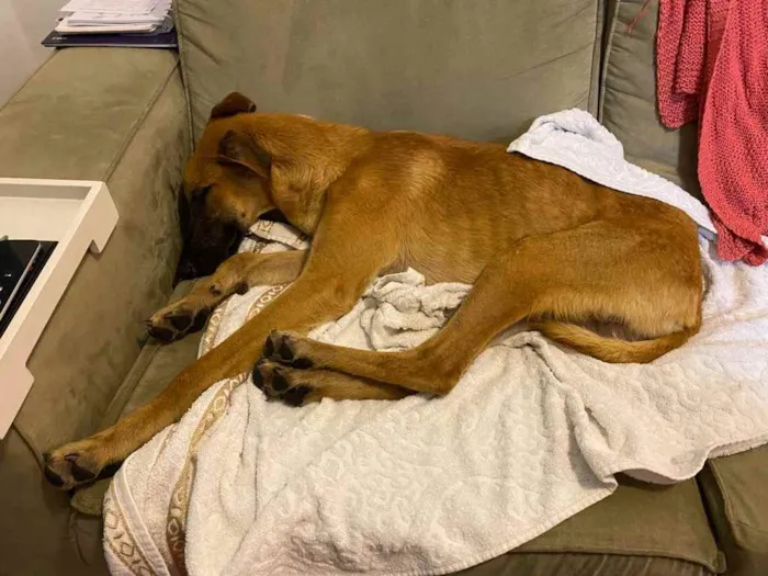 Cachorro ra a sem raca definida idade 1 ano nome Snoop
