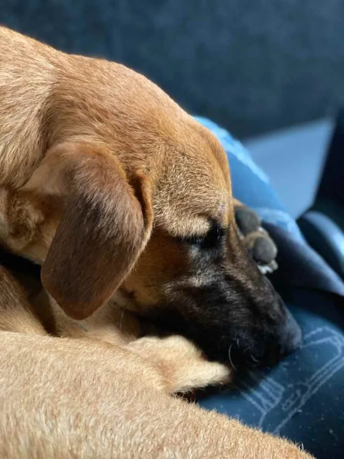 Cachorro ra a sem raca definida idade 1 ano nome Snoop