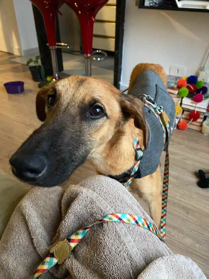 Cachorro ra a sem raca definida idade 1 ano nome Snoop