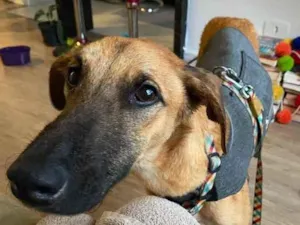 Cachorro raça sem raca definida idade 1 ano nome Snoop