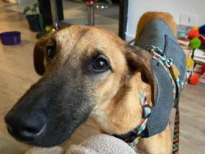 Cachorro ra a sem raca definida idade 1 ano nome Snoop