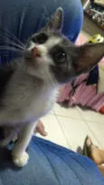 Caramujo
