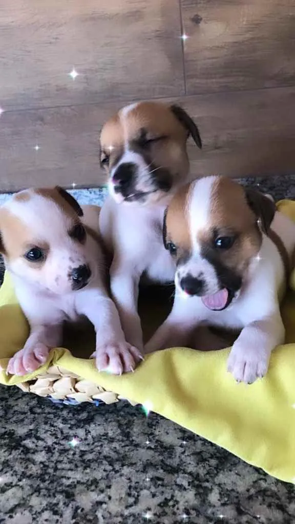 Cachorro ra a Srd idade Abaixo de 2 meses nome Filhotes