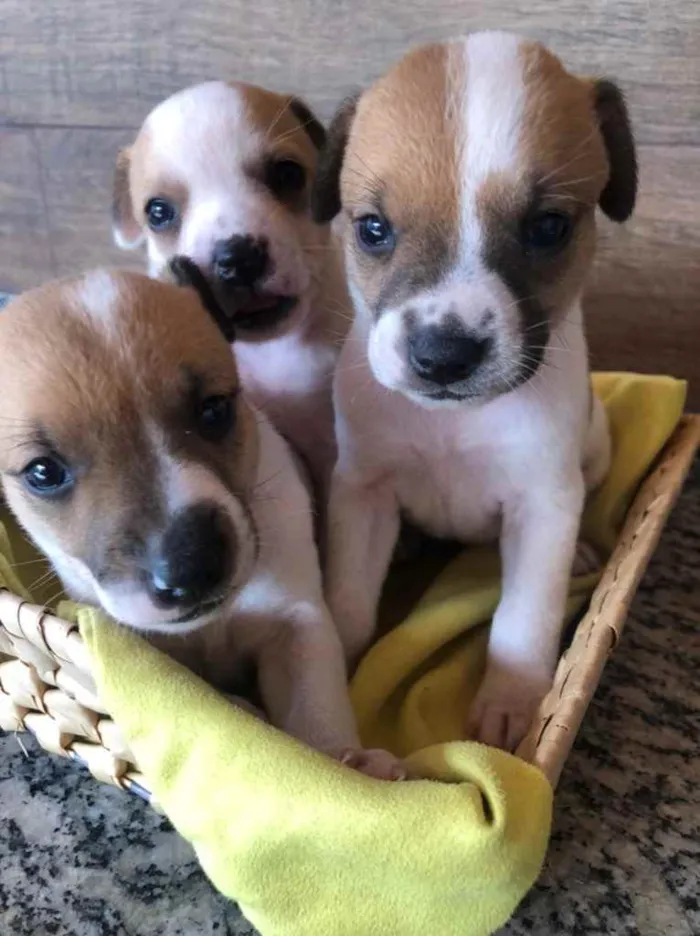 Cachorro ra a Srd idade Abaixo de 2 meses nome Filhotes