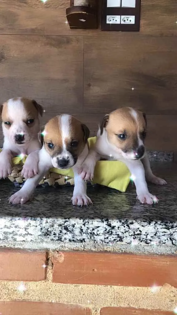 Cachorro ra a Srd idade Abaixo de 2 meses nome Filhotes