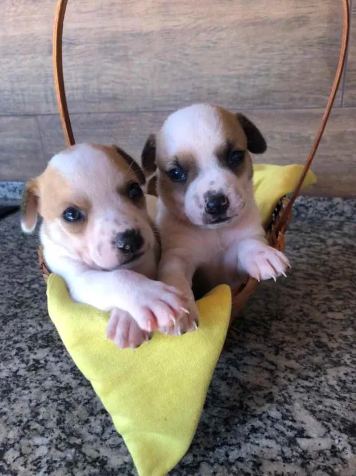 Cachorro ra a Srd idade Abaixo de 2 meses nome Filhotes