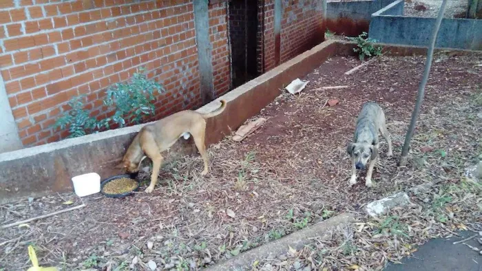 Cachorro ra a SRD-ViraLata idade 1 ano nome Irmãos