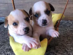 Cachorro raça Srd idade Abaixo de 2 meses nome Filhotes