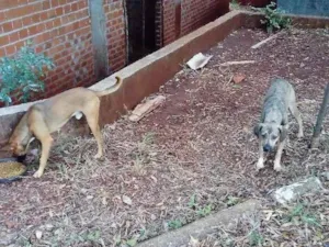 Cachorro raça SRD-ViraLata idade 1 ano nome Irmãos