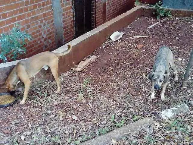 Cachorro ra a SRD-ViraLata idade 1 ano nome Irmãos