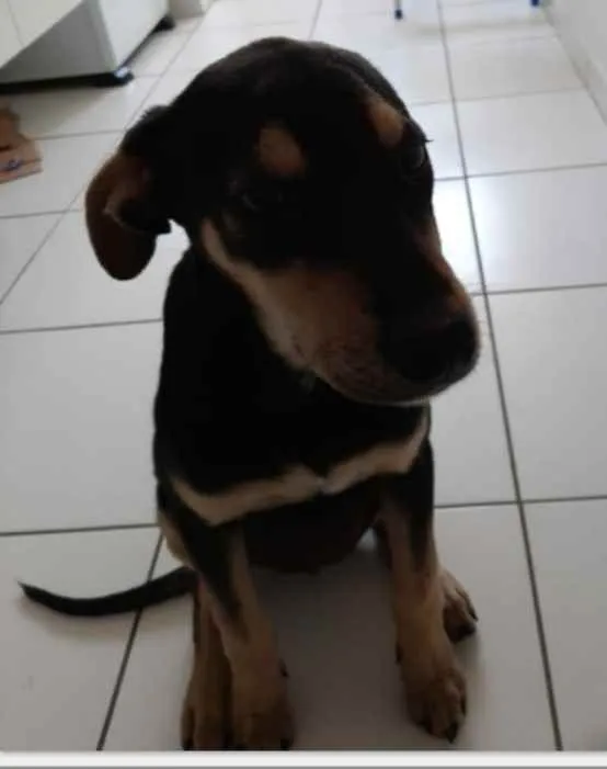 Cachorro ra a Vira lata idade 2 a 6 meses nome Teresa