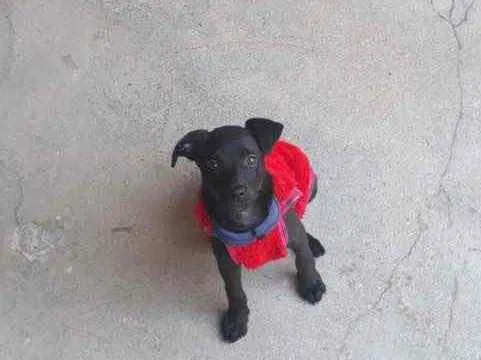 Cachorro raça Vira Lata idade 2 a 6 meses nome Soraya