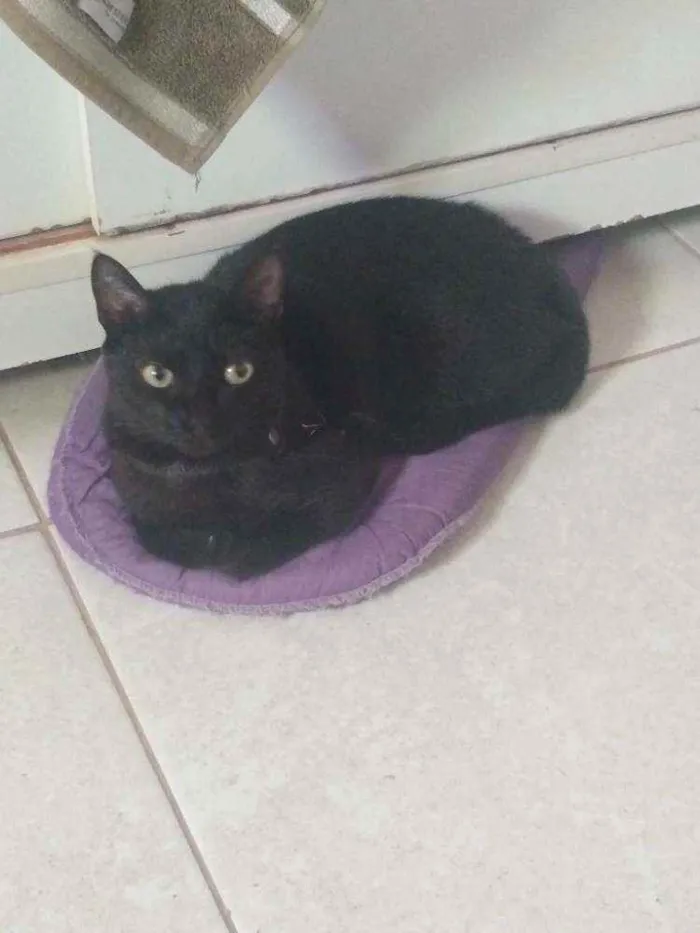 Gato raça Sem raça definida idade 4 anos nome Mia Charlotte