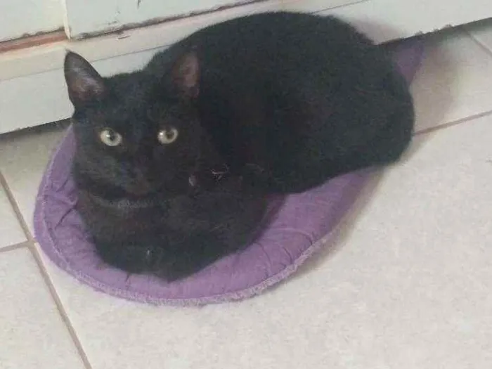 Gato raça Sem raça definida idade 4 anos nome Mia Charlotte