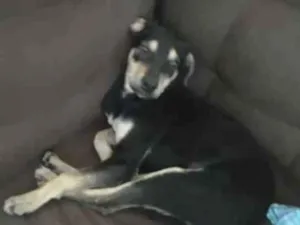 Cachorro raça Vira lata idade 2 a 6 meses nome Teresa