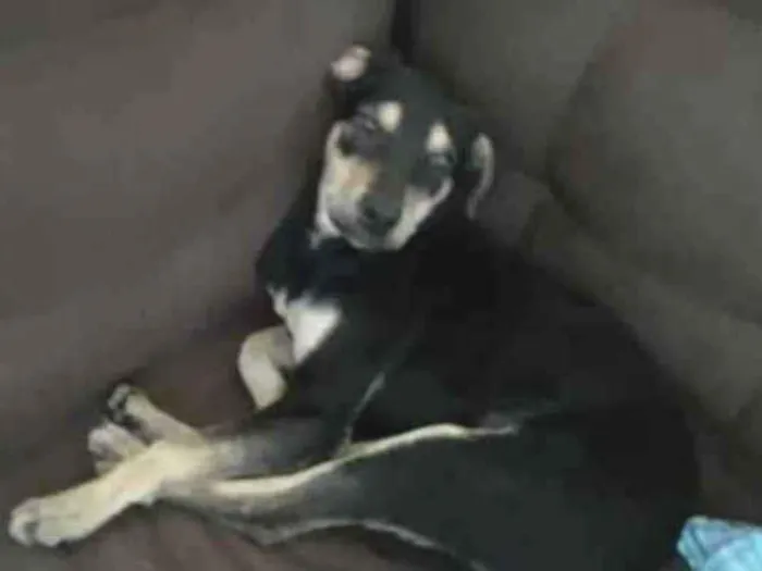 Cachorro ra a Vira lata idade 2 a 6 meses nome Teresa