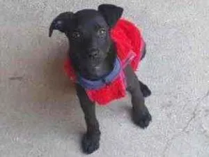 Cachorro raça Vira Lata idade 2 a 6 meses nome Soraya