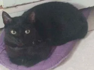 Gato raça Sem raça definida idade 4 anos nome Mia Charlotte