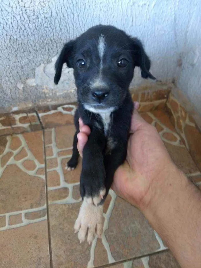 Cachorro raça Vira lata idade Abaixo de 2 meses nome Sem nome