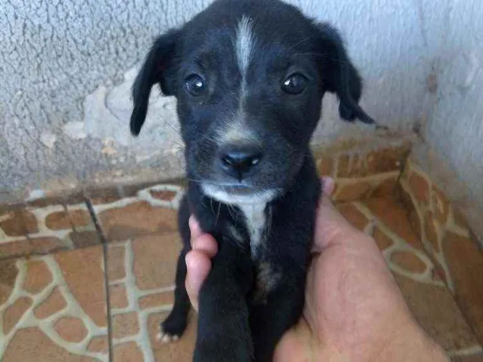 Cachorro raça Vira lata idade Abaixo de 2 meses nome Sem nome