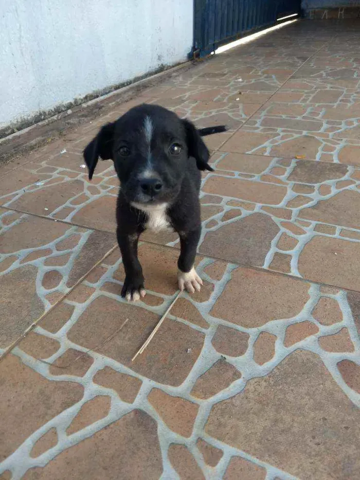 Cachorro raça Vira lata idade Abaixo de 2 meses nome Sem nome