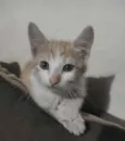 Princesa