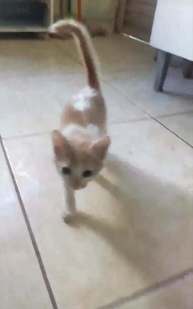 Gato ra a S.R.D. idade 2 a 6 meses nome Princesa