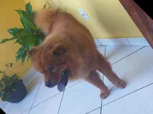Cachorro raça CHOW CHOW idade 3 anos nome MOC
