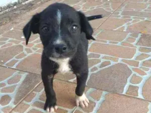 Cachorro raça Vira lata idade Abaixo de 2 meses nome Sem nome