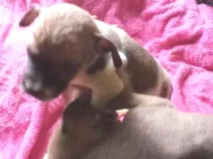 Cachorro raça Vira lata com pitbul idade Abaixo de 2 meses nome Sem nome