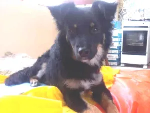 Cachorro raça SRD-ViraLata idade 7 a 11 meses nome Miusha