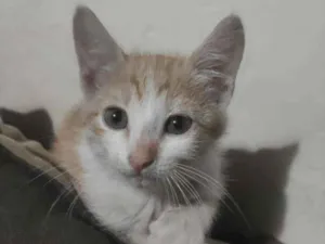 Gato raça S.R.D. idade 2 a 6 meses nome Princesa