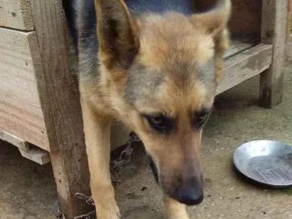 Cachorro ra a PastorAlemão idade 1 ano nome Lola