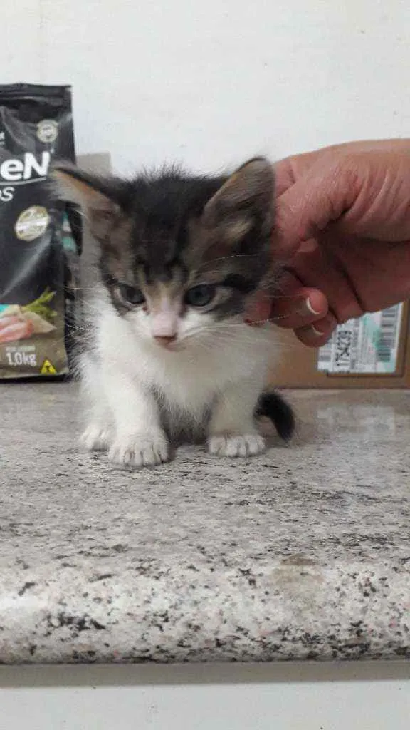 Gato raça Srd idade Abaixo de 2 meses nome Pingo