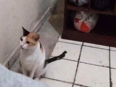 Gato ra a  idade 2 anos nome Nala