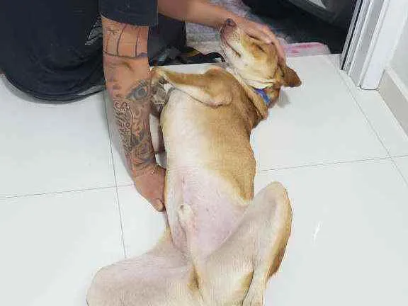 Cachorro ra a Srd idade 2 anos nome Spaik