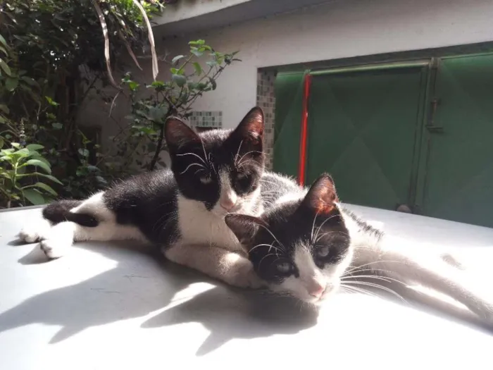 Gato ra a  idade Abaixo de 2 meses nome sem nome