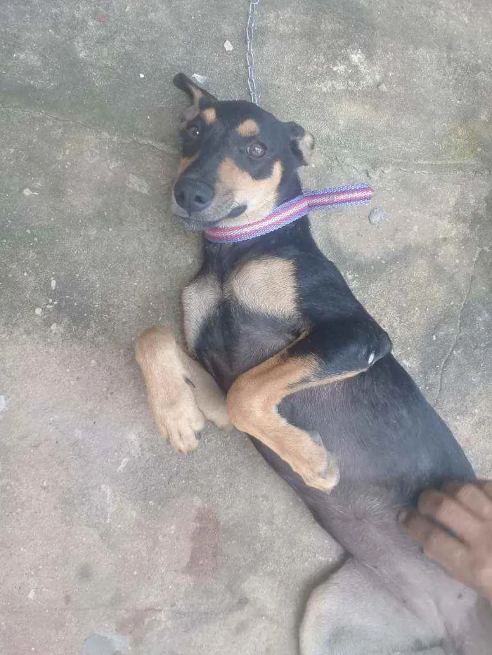 Cachorro ra a Vira lata idade 2 a 6 meses nome Nala 