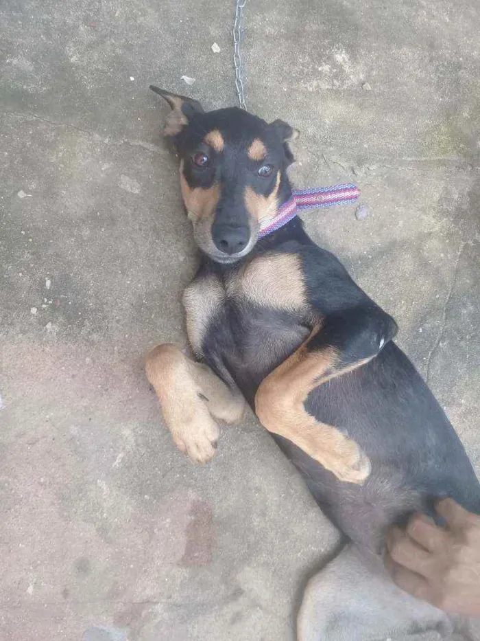 Cachorro ra a Vira lata idade 2 a 6 meses nome Nala 