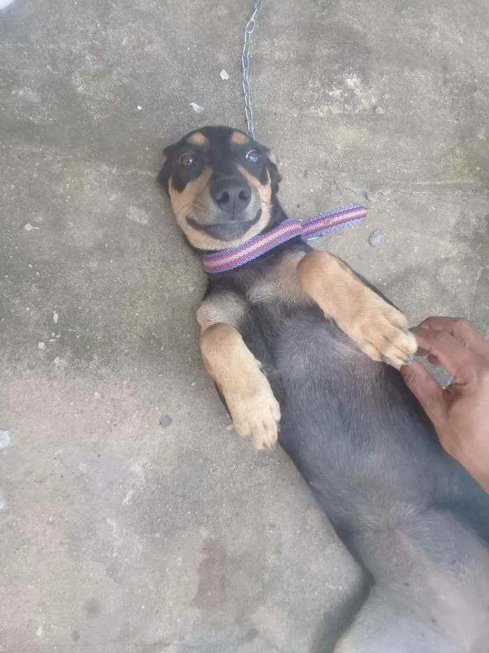 Cachorro ra a Vira lata idade 2 a 6 meses nome Nala 