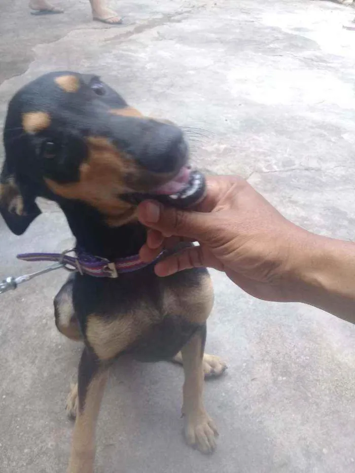 Cachorro ra a Vira lata idade 2 a 6 meses nome Nala 