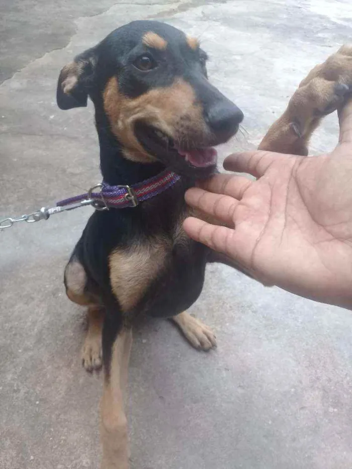 Cachorro ra a Vira lata idade 2 a 6 meses nome Nala 