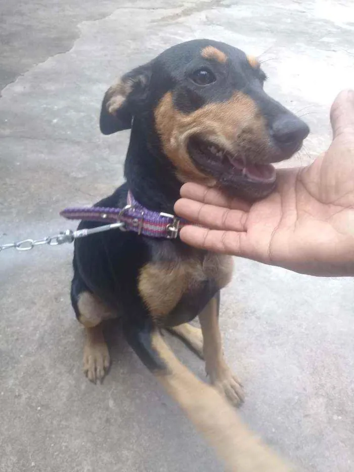 Cachorro ra a Vira lata idade 2 a 6 meses nome Nala 